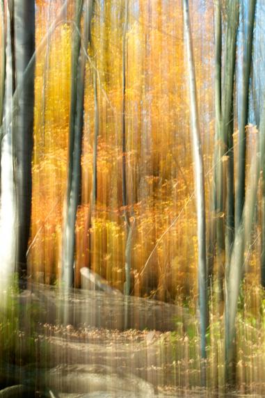 Forêt enchantée - Norbert Leblanc