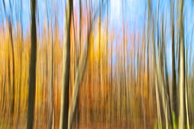 Forêt des Hauts-Fonds - Norbert Leblanc - Click to enlarge
