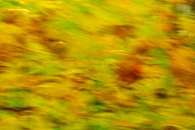 Feuilles mortes au vent - Norbert Leblanc - Click to enlarge