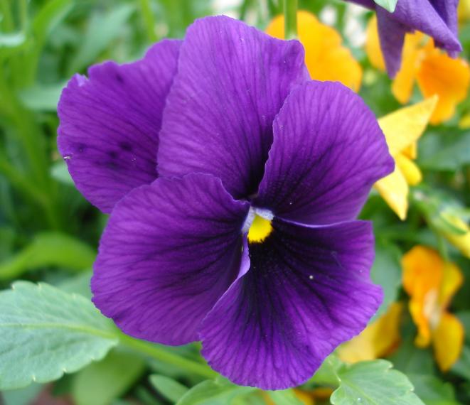 Flower 1 - Maria-Anna van Driel - Click to enlarge