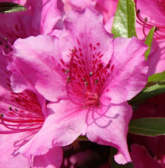 flower 17T - Maria-Anna van Driel