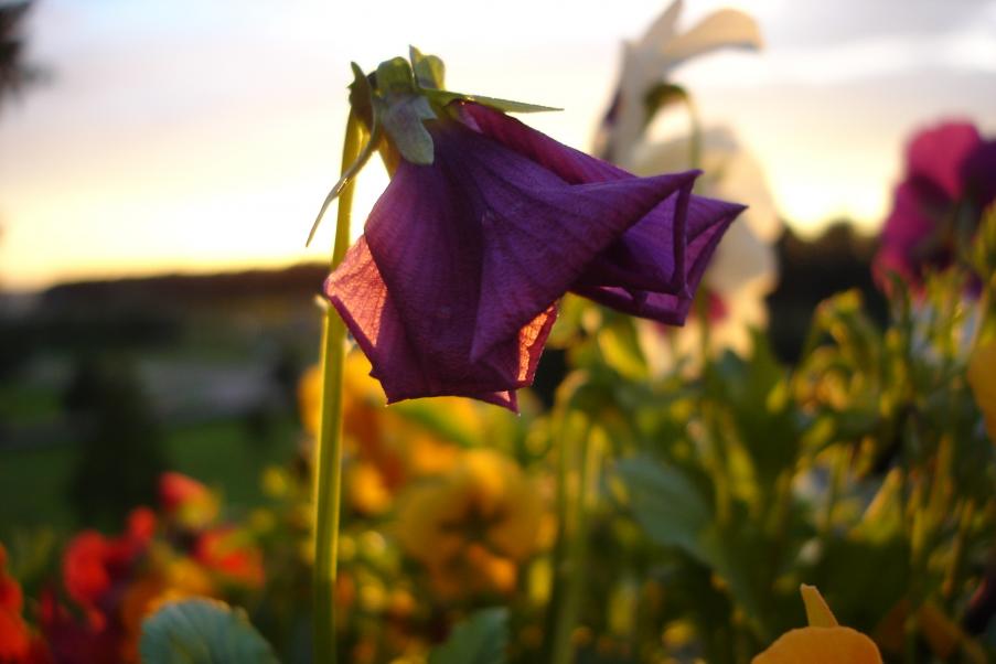 Flower 2 - Maria-Anna van Driel - Click to enlarge