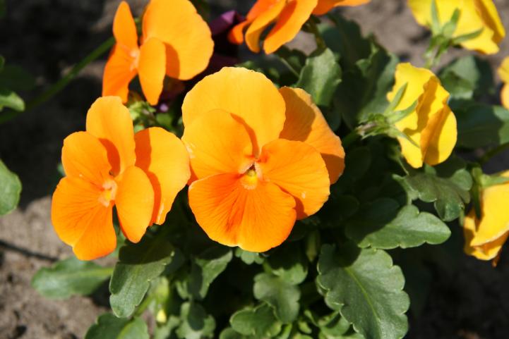 Flower 5 - Maria-Anna van Driel - Click to enlarge
