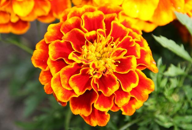 Flower 7 - Maria-Anna van Driel - Click to enlarge