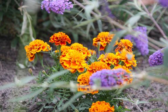 flower 8 - Maria-Anna van Driel