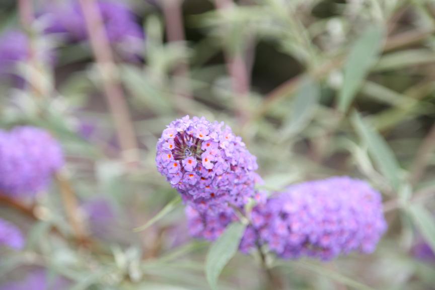 Flower 9 - Maria-Anna van Driel - Click to enlarge