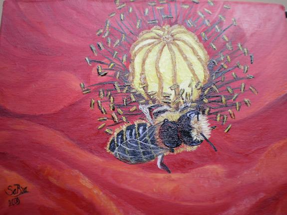 L'abeille sur le coquelicot - SaBra Cigna