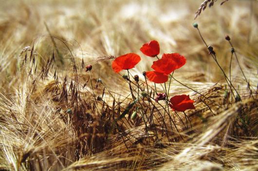 coquelicots solitaires - - David Blondin