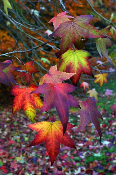 impression d'automne - - David Blondin