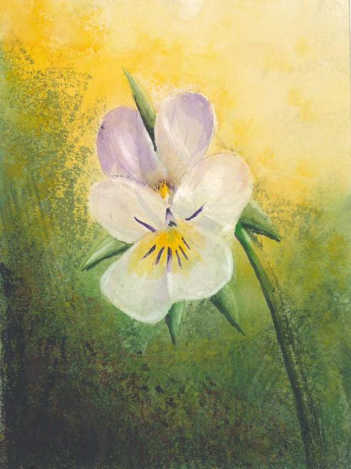 Pensée - Jocelyne Thibault