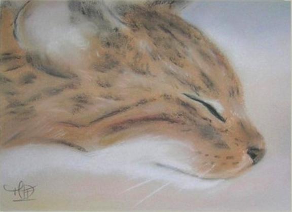 Petit fauve - Marie-France Plouznikoff - Click to enlarge