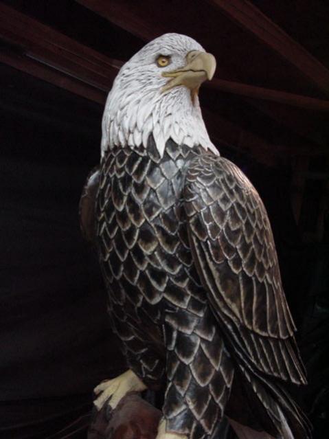 Perched Bald Eagle - John Elsebusch