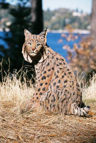 Bobcat - John Elsebusch