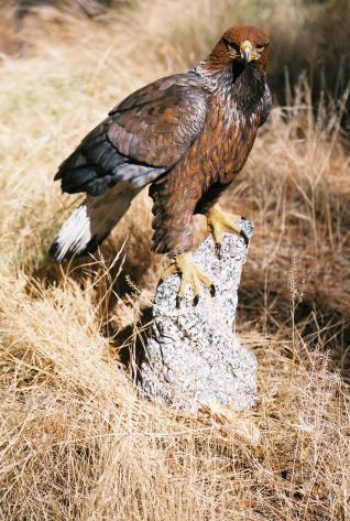 Perched Golden Eagle - John Elsebusch