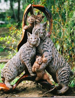 Bobcat Family - John Elsebusch