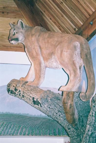 Mountainlion - John Elsebusch