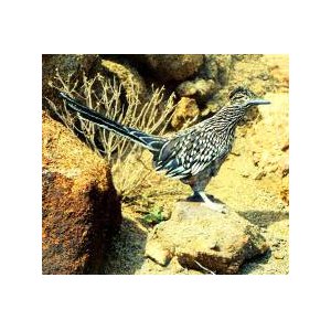 Roadrunner - John Elsebusch
