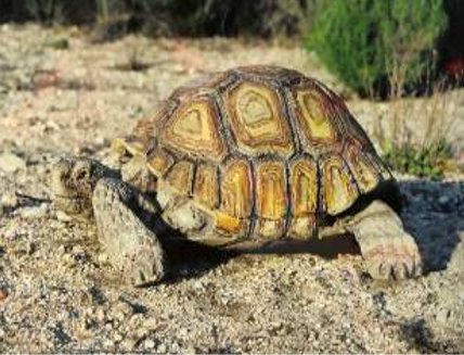 Turtle - John Elsebusch