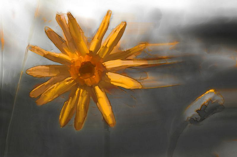 arnica montana - Eric Belin - Cliquer pour afficher en grand