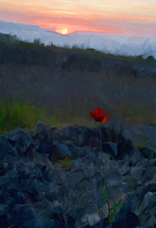 le coquelicot - Eric Belin