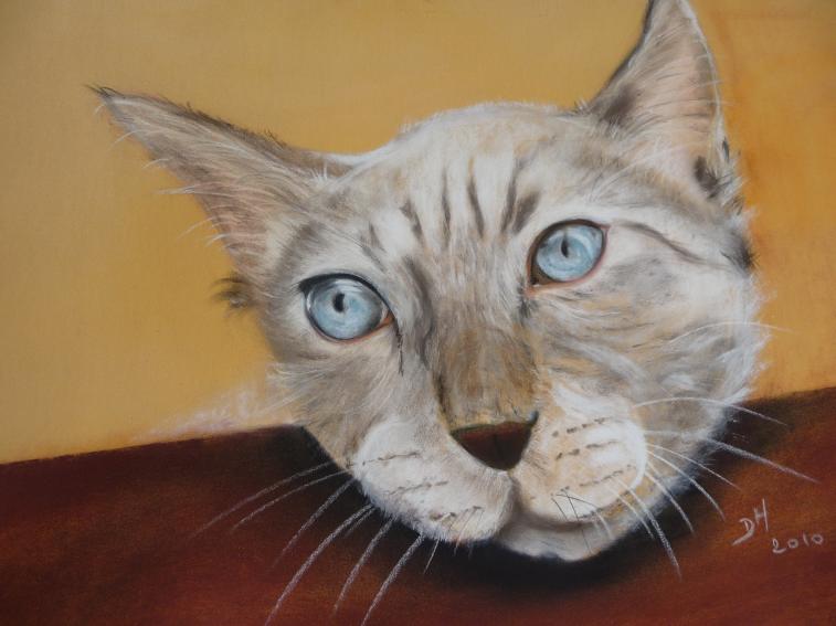Chat Tahitien - Dominique Hutten - Cliquer pour afficher en grand