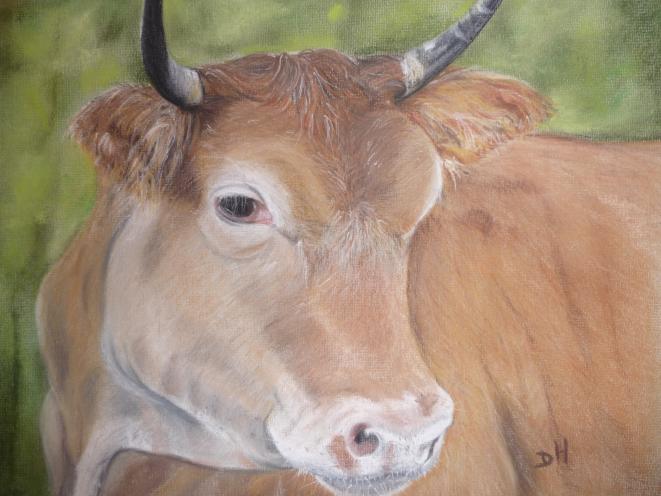 Vache sur l'île de Raiatea - Dominique Hutten - Click to enlarge