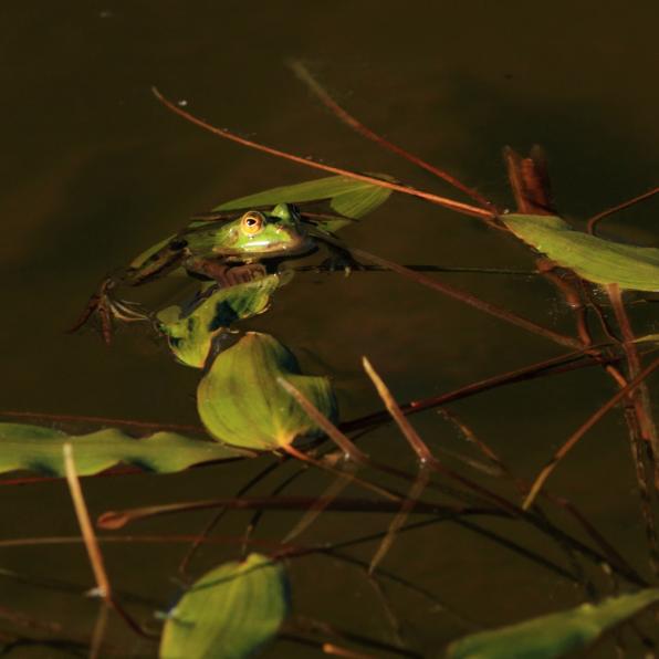 The Frog - Alexis François Amiguet - Cliquer pour afficher en grand
