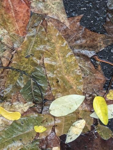 Douceur d'automne - Claire Lewis