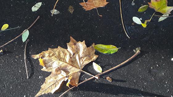 Autumn leaves - Claire Lewis