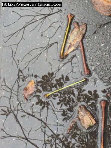 La pluie fait des claquettes - Claire Lewis