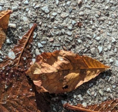 Perles d'automne - Claire Lewis