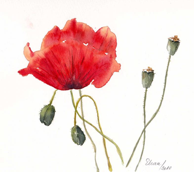 Coquelicot-4 - Eugenia Ioan - Click to enlarge