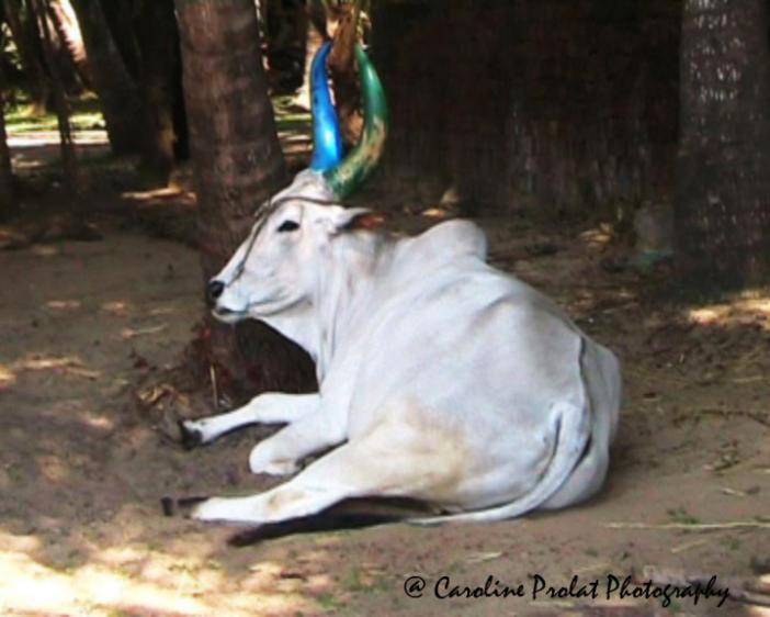 Une vache en Inde - Caroline Prolat - Cliquer pour afficher en grand