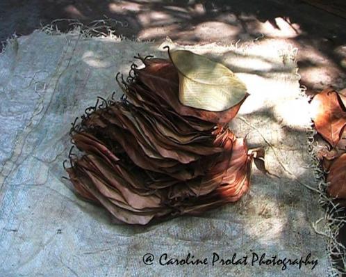 Un tas de feuilles. - Caroline Prolat