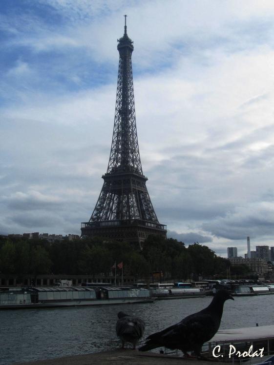 2 pigeons à Paris - Caroline Prolat