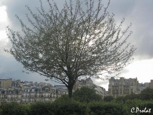 L'arbre du quai de Seine - Caroline Prolat
