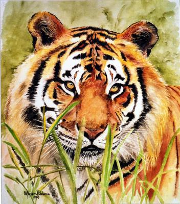 Tigre - Myriam Arnu