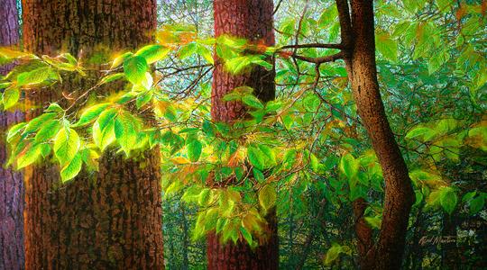 Green Leaves - Ned Martin