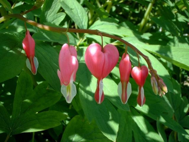 Bleeding Hearts - Denise Dobranchin - Click to enlarge