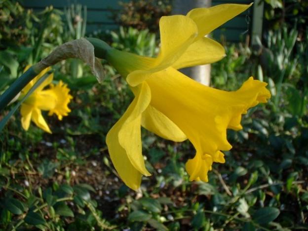 Daffodil - Denise Dobranchin - Click to enlarge