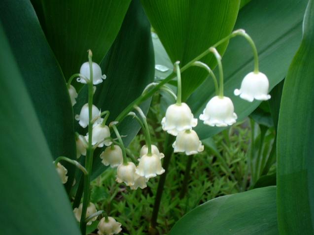 Lily of the Valley - Denise Dobranchin - Click to enlarge