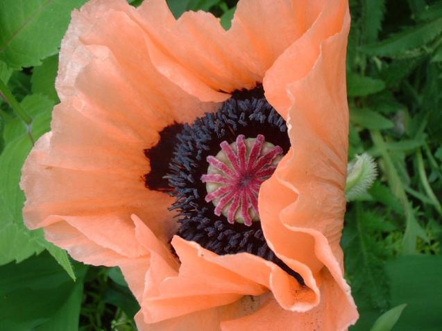 Orange Poppy - Denise Dobranchin - Click to enlarge