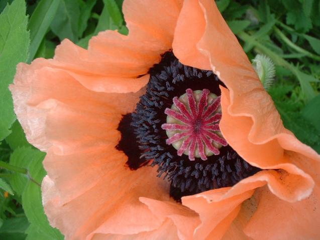 Orange Poppy Tilt - Denise Dobranchin - Click to enlarge