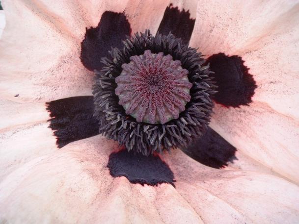 Pink Poppy - Denise Dobranchin - Cliquer pour afficher en grand