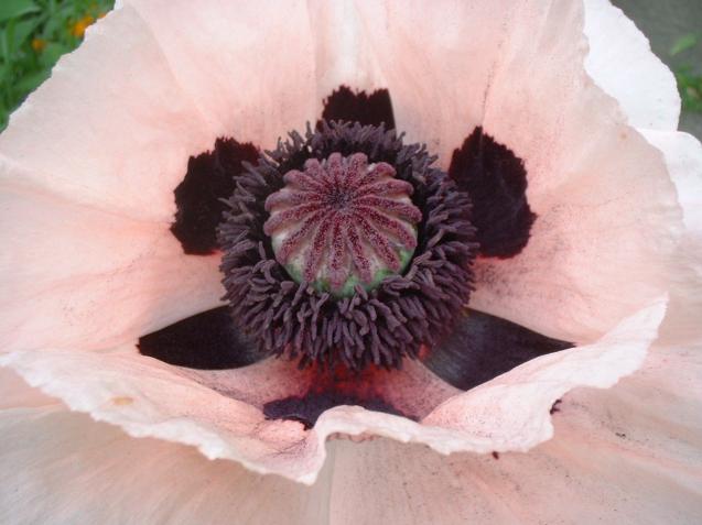 Pink Poppy Tilt - Denise Dobranchin - Cliquer pour afficher en grand