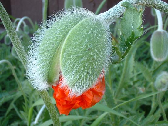 Poppy Bloom - Denise Dobranchin