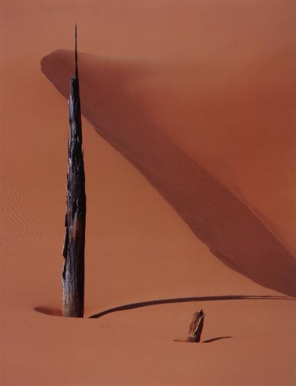 TREE AND DUNES - Scott Shaver