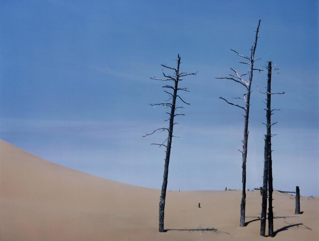 TREES AND DUNE - Scott Shaver - Cliquer pour afficher en grand