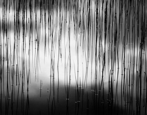 WATER AND REEDS - Scott Shaver