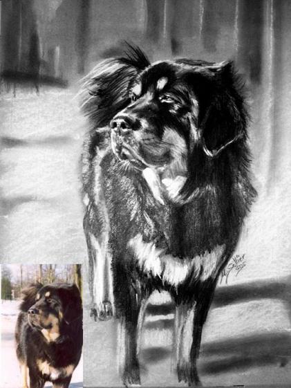 Portrait Dogue du Tibet - Betty